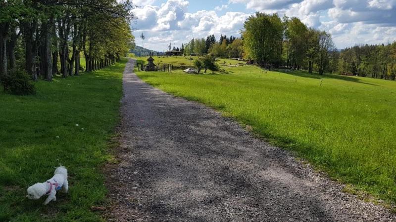 Ubytovani V Soukromi - Apartman Meran Svoboda nad Úpou Eksteriør billede